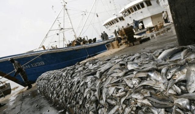 Distretto del Nord Adriatico scrive al Ministero chiedendo misure contro la crisi della pesca