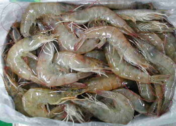 USA, sempre più gamberi dal Vietnam