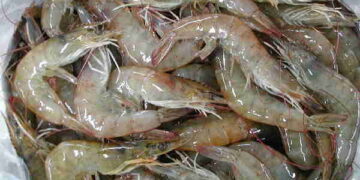 USA, sempre più gamberi dal Vietnam