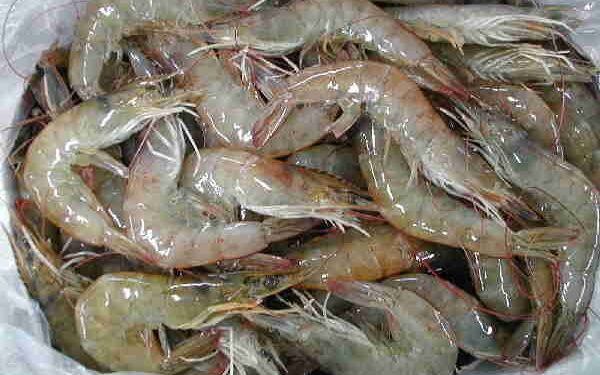 USA, sempre più gamberi dal Vietnam