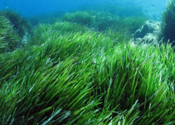 AQUAChange, un progetto per l'acquacoltura