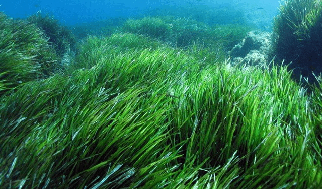 AQUAChange, un progetto per l'acquacoltura 