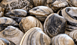 Vongola. La ricchezza ittica di Goro a Sealogy