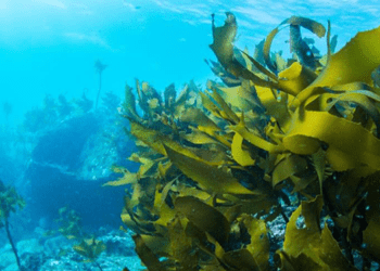 Alghe, industria in crescita nel Regno Unito