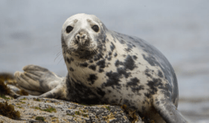 Un milione di salmoni uccisi dalla foche