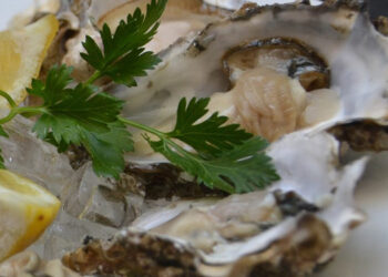 Ostriche piantate nell'oceano in Scozia