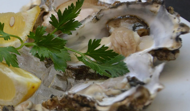 Ostriche piantate nell'oceano in Scozia