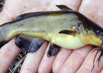 Il pesce gatto stimolo per l'acquacoltura