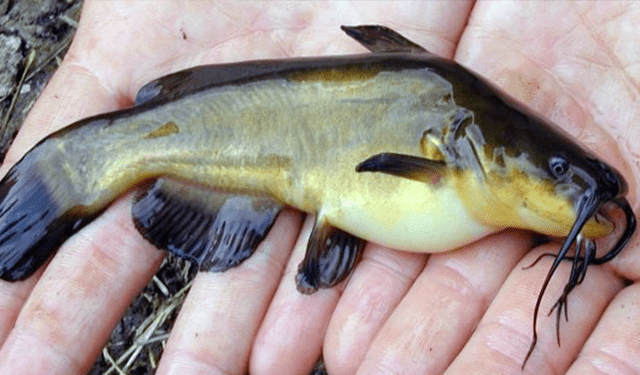 Il pesce gatto stimolo per l'acquacoltura