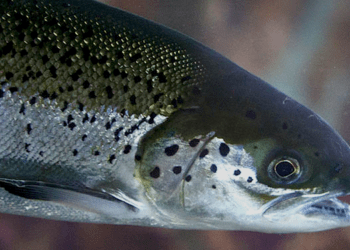 Cile, esportazioni di pesce aumentate del 47%