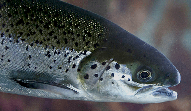 Cile, esportazioni di pesce aumentate del 47%