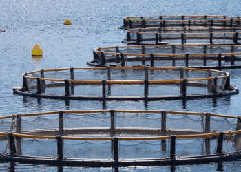 Veneto, bandi per pesca e caccia