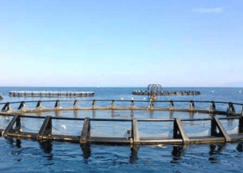 AQUAChange, un progetto per l'acquacoltura