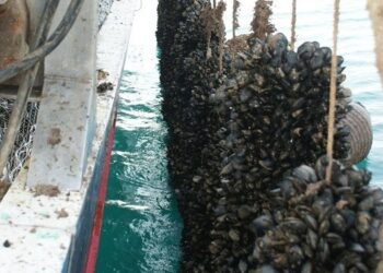 DL Ricoveri, ok alla molluschicoltura