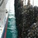 DL Ricoveri, ok alla molluschicoltura