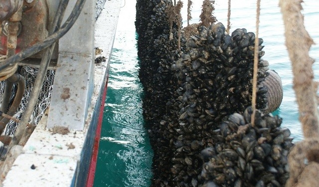 DL Ricoveri, ok alla molluschicoltura