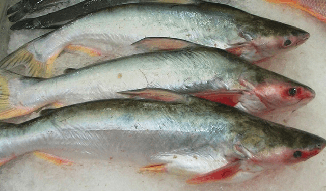 Difficoltà per le esportazioni di pangasio