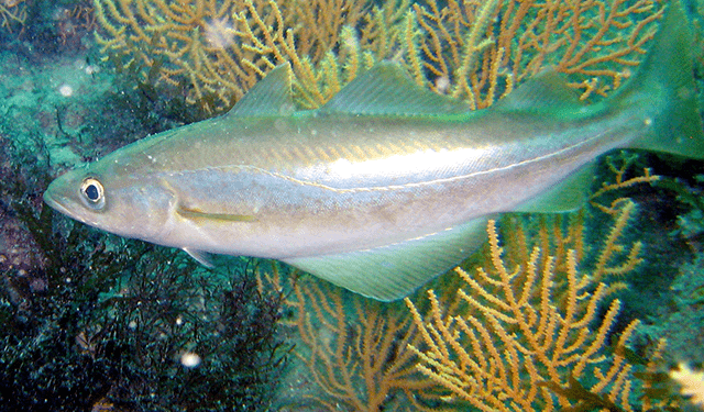 Difficoltà nell'esportazione del pollock in Cina