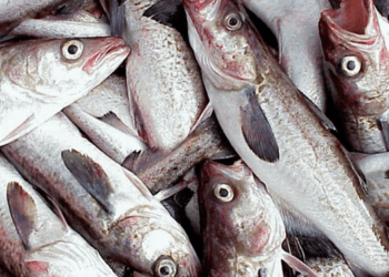 Difficoltà nell'esportazione del pollock in Cina