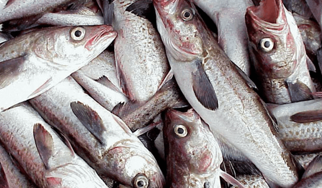 Difficoltà nell'esportazione del pollock in Cina