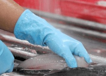 Difficoltà per le esportazioni di pangasio