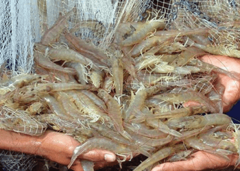 Messico: l'industria dei gamberetti crescerà nel 2022