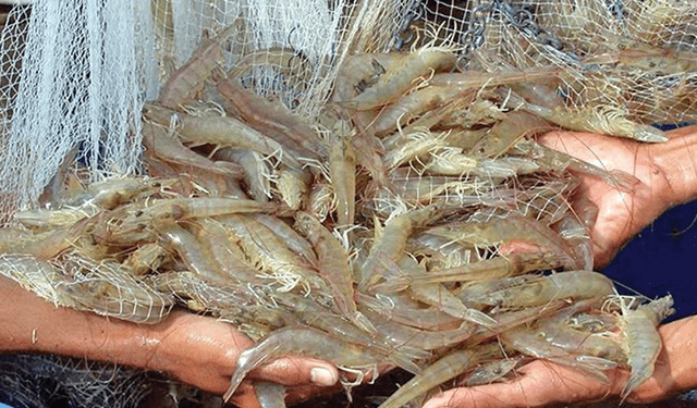 Messico: l'industria dei gamberetti crescerà nel 2022
