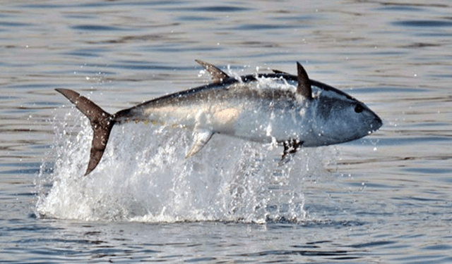 La FCF contribuirà al tracciamento del tonno
