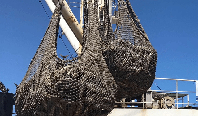 Il più grande commerciante al mondo di questa specialità si unisce al dialogo globale sulla tracciabilità dei prodotti ittici (GDST)