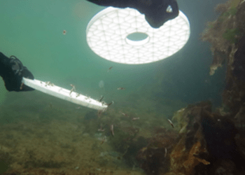 L'aragosta europea approda nell'oceano