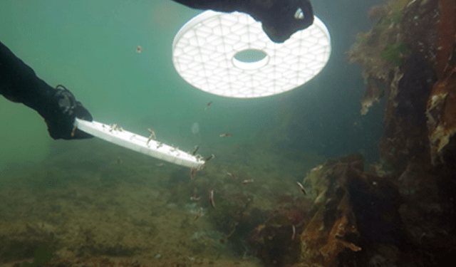 L'aragosta europea approda nell'oceano