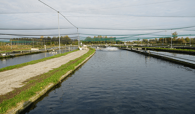 Mangimi più sostenibili per spigole e orate