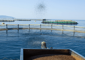 Mangimi più sostenibili per spigole e orate