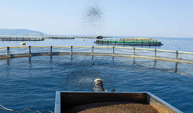 Mangimi più sostenibili per spigole e orate