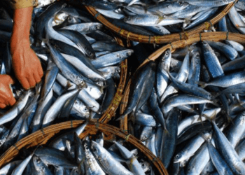 "Origine": tracciamento dal mare al piatto