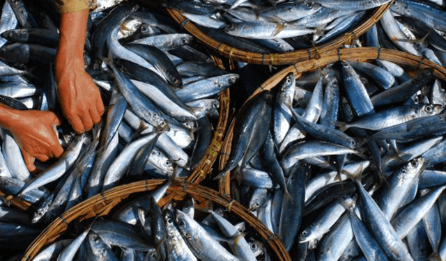 "Origine": tracciamento dal mare al piatto