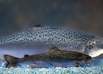 Russian Aquaculture, mercato in crescita