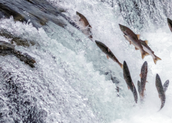 Problemi per l'allevamento di salmoni in Connemara