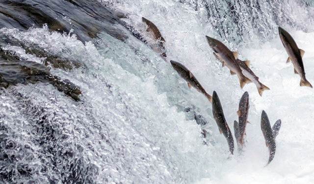 Problemi per l'allevamento di salmoni in Connemara