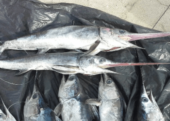 USA, duro colpo al mercato del pesce spada