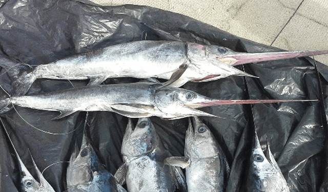 USA, duro colpo al mercato del pesce spada