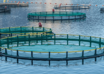 I benefici del lievito nei mangimi per l'acquacoltura