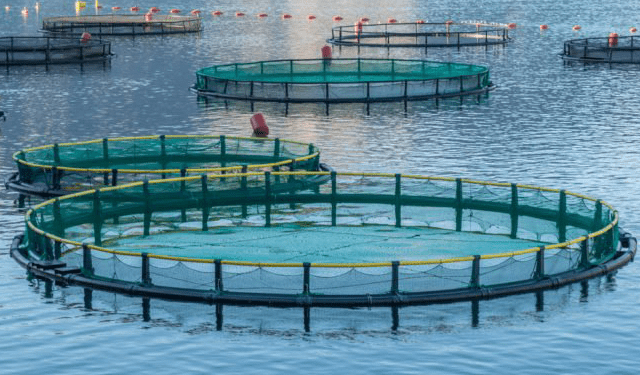 I benefici del lievito nei mangimi per l'acquacoltura