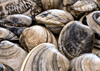 Ue, boom per vongole dal Vietnam