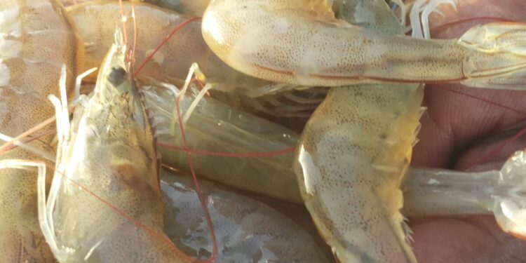 Il Pakistan lancia un piano per l'allevamento di gamberi