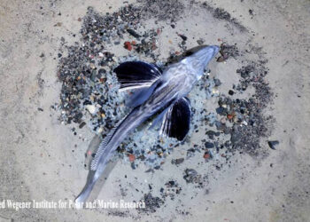 Antartide, scoperta la più grande area di riproduzione ittica del mondo