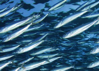 Campania piano di gestione piccoli pelagici