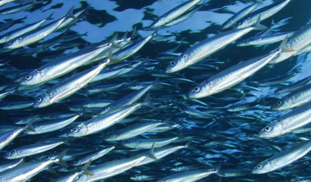 Campania piano di gestione piccoli pelagici