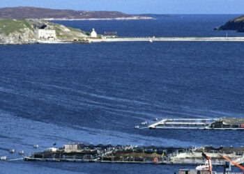 Cile: nuova fioritura algale compromette l'industria del salmone
