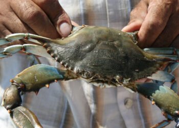 I crostacei invasivi causano una perdita globale di 239 milioni di euro